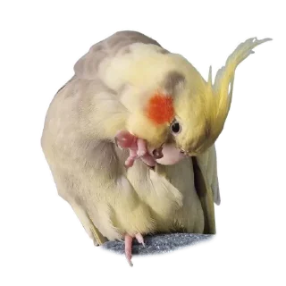 💅 emoji Пепужьи стикеры 🐥 Telegram sticker 2 of 31