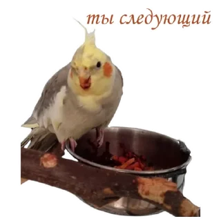 😈 emoji Пепужьи стикеры 🐥 Telegram sticker 14 of 31