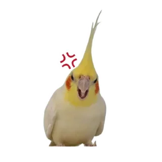 😡 emoji Пепужьи стикеры 🐥 Telegram sticker 7 of 31