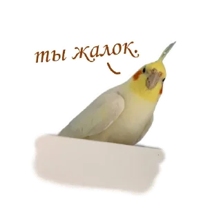 🙄 emoji Пепужьи стикеры 🐥 Telegram sticker 9 of 31