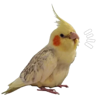😁 emoji Пепужьи стикеры 🐥 Telegram sticker 8 of 31