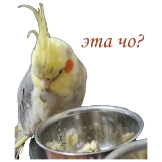 🤔 emoji Пепужьи стикеры 🐥 Telegram sticker 11 of 31