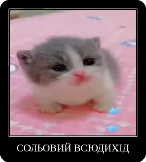 Sticker from Сольовий всюдихід @solovyy