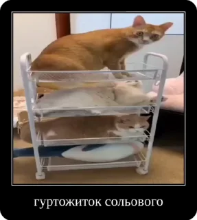 🏘 emoji Сольовик і неформали @solovyy Telegram sticker 10 of 50