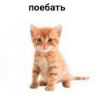 💪 emoji прикольная фигнюшка @absyrdasfuck Telegram sticker 10 of 118