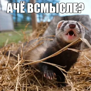 Sticker from @citatyanimal Хорьки