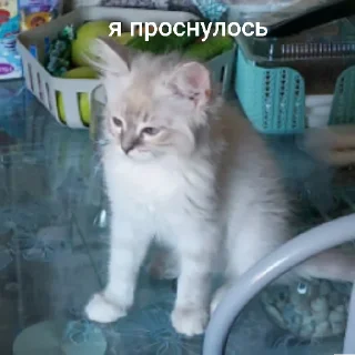🥱 emoji это стикеры пупы залупы. ясно? Telegram sticker 5 of 8