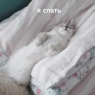 😴 emoji это стикеры пупы залупы. ясно? Telegram sticker 8 of 8