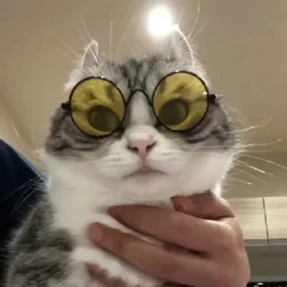 😎 emoji крутой сигма Telegram sticker 14 of 69