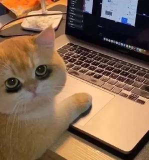 👨‍💻 emoji крутой сигма Telegram sticker 8 of 69