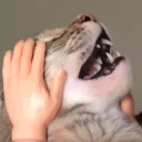 👐 emoji Pussy Telegram sticker 21 of 38