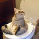 🚽 emoji Pussy Telegram sticker 17 of 38