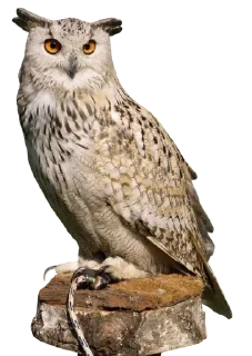 🦉 emoji TongaWittyGaum Telegram sticker 17 of 50