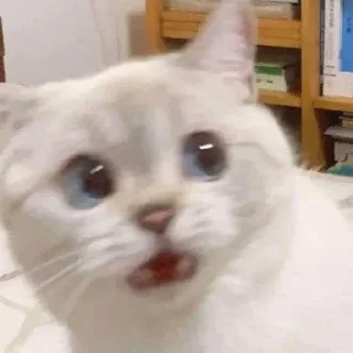 😨 emoji Chai's Cat Memes Telegram sticker 9 of 120