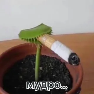 🚬 emoji бандерштатський стікерпак Telegram sticker 21 of 120