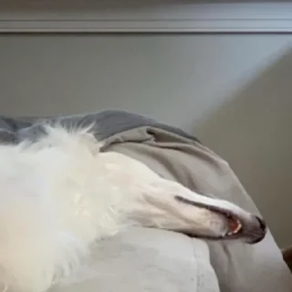 😴 emoji borzoi Telegram sticker 13 of 25