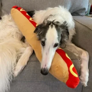 🌭 emoji borzoi Telegram sticker 17 of 25