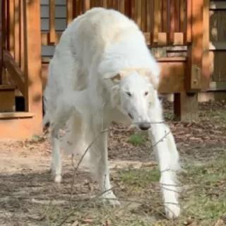 👺 emoji borzoi Telegram sticker 15 of 25