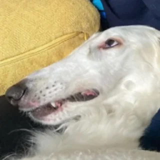 🙄 emoji borzoi Telegram sticker 4 of 25