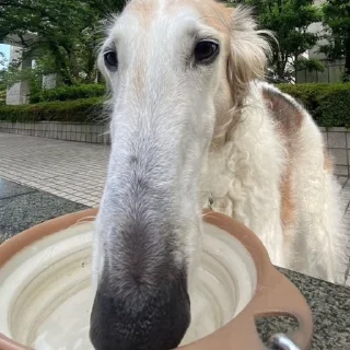 Sticker from borzoi