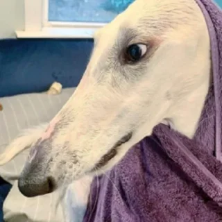 🧖‍♀️ emoji borzoi Telegram sticker 12 of 25