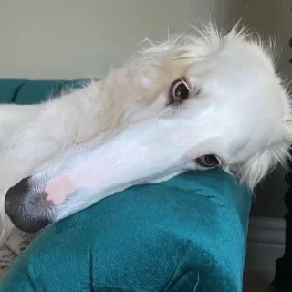 Sticker from borzoi