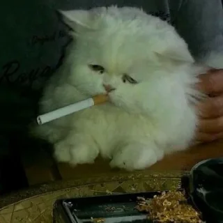 🚬 emoji котики Telegram sticker 24 of 30