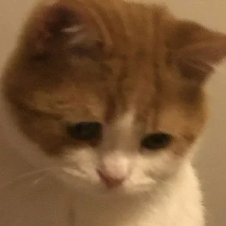 😢 emoji котики Telegram sticker 15 of 30