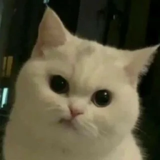 😕 emoji котики Telegram sticker 11 of 30