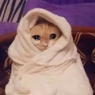 🥺 emoji котики Telegram sticker 16 of 30