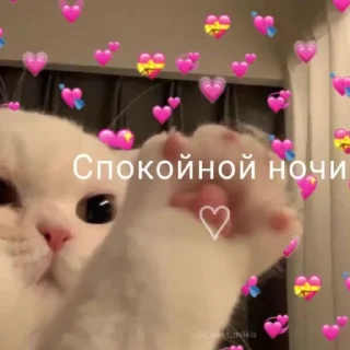 ❤️ emoji котики Telegram sticker 8 of 19