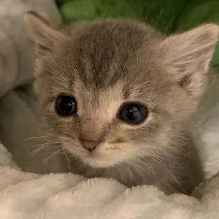 🥺 emoji котики Telegram sticker 14 of 19