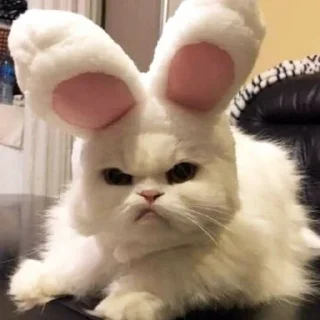 😡 emoji котики Telegram sticker 16 of 19