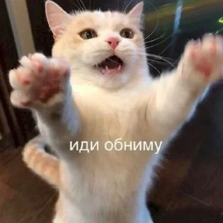 ❤️ emoji котики Telegram sticker 7 of 19