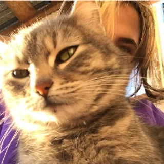 😐 emoji котики Telegram sticker 19 of 19