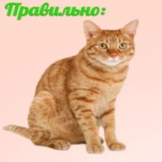 ⭐ emoji Рыжий Кошак Telegram sticker 22 of 43