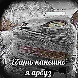 Sticker from кошак