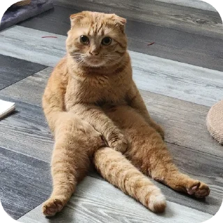 🐱 emoji Кошак Telegram sticker 18 of 19