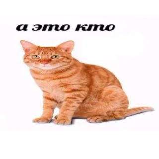 ⭐ emoji Рыжий Кошак Telegram sticker 5 of 43