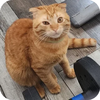 Sticker from Кошак