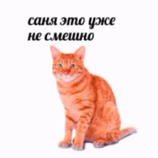 ⭐ emoji Рыжий Кошак Telegram sticker 15 of 43