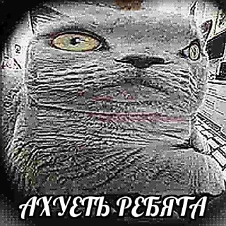 Sticker from кошак