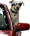 🚘 emoji Dogs @StikerDi Telegram sticker 6 of 40