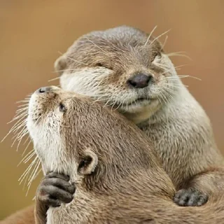 🤗 emoji @citatyanimal Выдры Telegram sticker 2 of 108