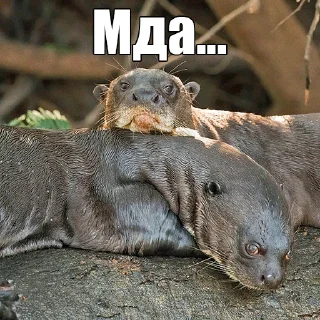 😒 emoji @citatyanimal Выдры Telegram sticker 5 of 108