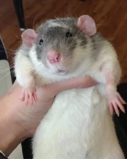 🐭 emoji Фор лаф Telegram sticker 11 of 19