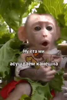 🤨 emoji манки брадки 2 Telegram sticker 10 of 120