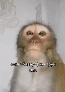 🤨 emoji манки брадки 2 Telegram sticker 16 of 120