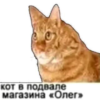 🤨 emoji кот спит Telegram sticker 8 of 41