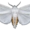 🦋 emoji Its_dr1 Telegram sticker 19 of 72